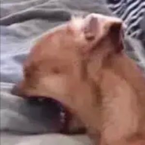 Meet your Posher, Cornelius